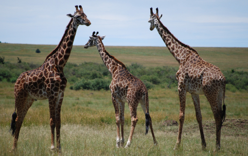 Kenya Highlights Safari