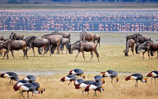 Tanzania Highlights Safari