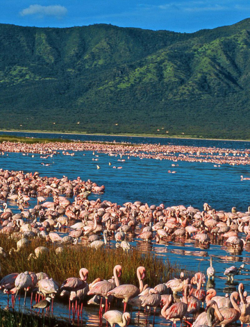 The Great Rift Safari